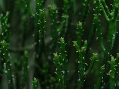 -南山植物园