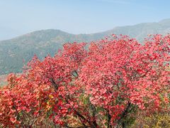 -北京十三陵国家森林公园蟒山景区