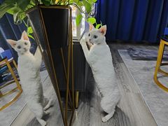 -十年猫舍·猫咪专门店(普陀店)