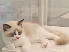 -翊宠yipet猫狗购宠庄园犬舍•猫舍