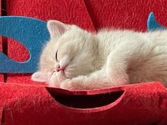 -猫十亿·布偶金渐层·曼基康矮脚猫舍(青年路店)