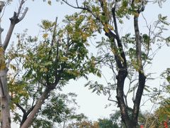 -深圳人才公园
