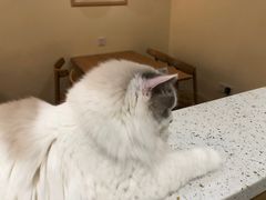 -滚猫咖啡·猫咖·猫友好撸猫(未来城店)