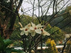 -云溪植物园