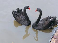 -盐城丹顶鹤湿地生态旅游区