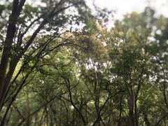 -上海佘山国家森林公园天马山园