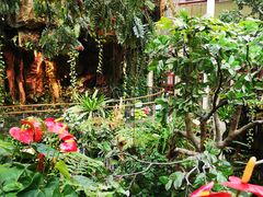 -正佳雨林生态植物园