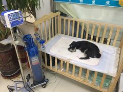 -邢大夫动物医院