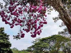 -中国科学院西双版纳热带植物园