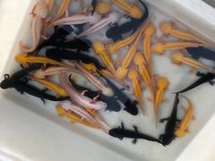 -华声天桥民俗文化园