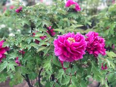 -曹州百花园
