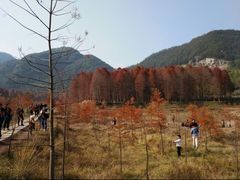 -小芝红树林