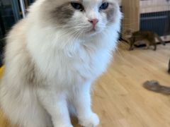 -有喵·猫咖·狗咖·30几只猫10只小狗(岗厦店)