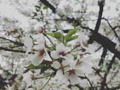 -武汉大学-樱园