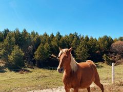 -塞罕坝国家级自然保护区