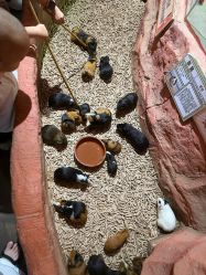 -Zoolung Zoolung动物主题公园(海信广场店)