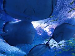 -上海海昌海洋公园