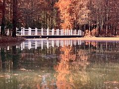 -上海海湾国家森林公园