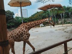 -深圳野生动物园