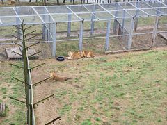 -青藏高原野生动物园