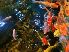 -上海大自然野生昆虫馆(东方明珠·爬宠昆虫探索中心)