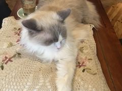 -共舞时光猫咖·狗咖(新街口店)