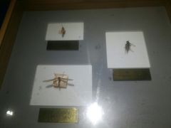 -上海昆虫博物馆