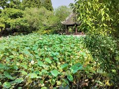 -上海醉白池公园