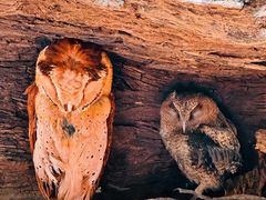 -普洱太阳河森林公园