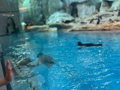 -帝企鹅自助餐厅•儿童岛•真企鹅(长隆企鹅酒店)