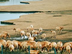 -溱湖国家湿地公园