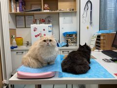 -瑞派·关忠动物医院·猫专科·犬专科(三环新城店)