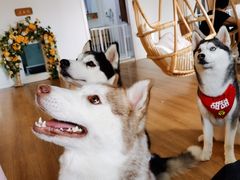 -Husky Go! 哈士奇体验馆·宠物咖啡厅狗咖