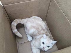 -瑞派动物医院·猫专科·至诚(江南中分院)