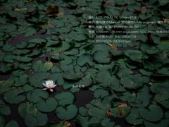 -文瀛公园
