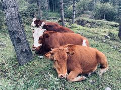 -硗碛藏寨·神木垒景区