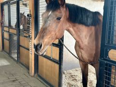 -北京群众马术培训基地