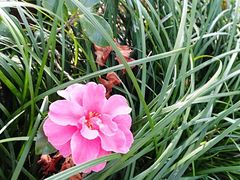 -白塘生态植物园