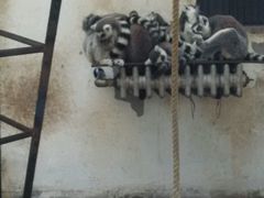 android_upload_pic-石家庄市动物园