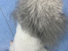 -博特宠物医院24h犬猫全科.骨科·异宠