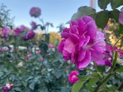 -人民公园(罗湖区)