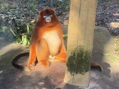 -贵州森林野生动物园