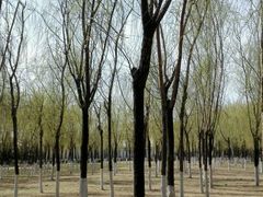 -丁香湖公园