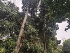 -凤栖山