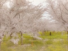 -古柏渡飞黄旅游区