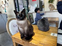 -猫小院猫主题餐厅(南锣旗舰店)