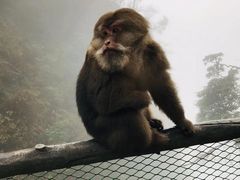 -峨眉山风景名胜区