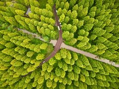 -黄海国家森林公园