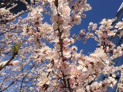 -桃花堤公园