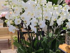 -花辰月夕花坊(北滨路店)